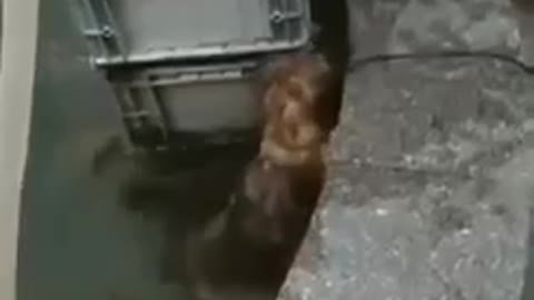 DOG SAVES LITTLE CAT FROM WATER