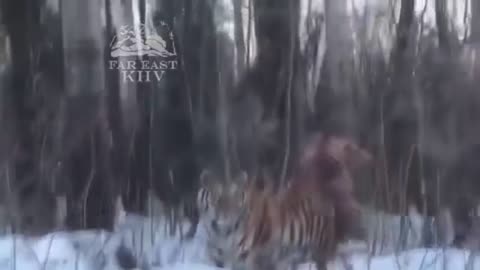 Endangered Siberian Tiger Follows Driver On Snowy Road