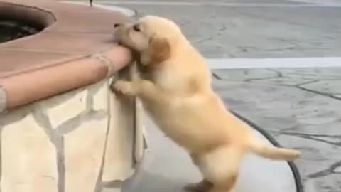 Baby dogs- cute & funny animal