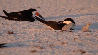 Cute Black Skimmer Babies