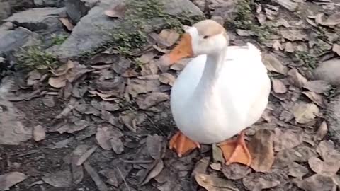 Goose Goose Duck Lover Video By Kingdom Of Awais