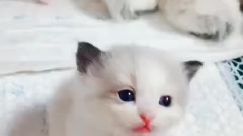 cute baby cats short video