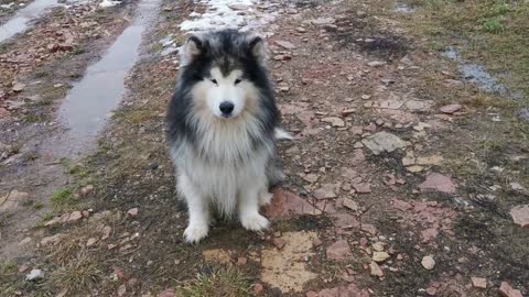 A Siberian Husky Learning To Play With A Ball