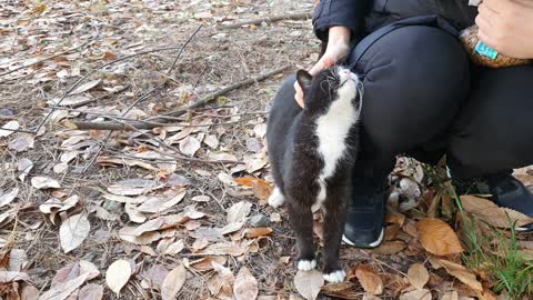 A very cute street cat 2