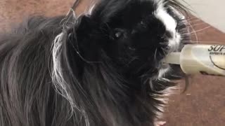 Black guinea pig eats green liquid out of syringe