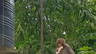 Feeding baby monkey with banana