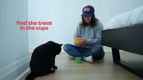 30 Tricks To Teach Your Cat & tips