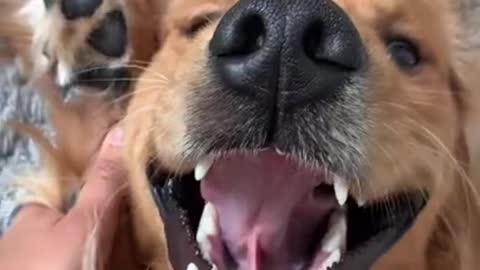 I Love Pets - Funny Pets Video Clips #Funny Pets