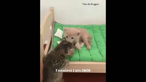 Baby Cats - Cute and Funny Cat Videos Best Compilation