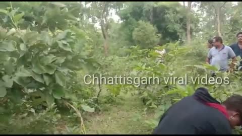 New Viral Video Jungal Me Mangal Dhamtari Dargahan Thana Keregaw