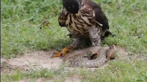 #Eagle attacks snake see what happers 😳😳