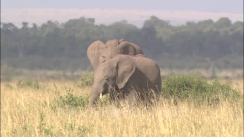 Small Herd Of Elephants Including Calves