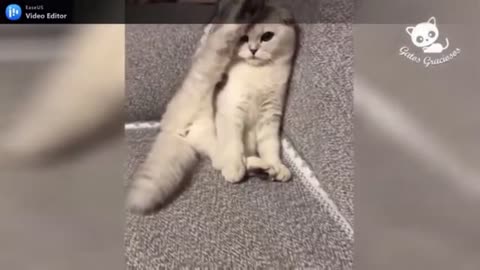 🤣 Funny and Humorous Animals 🐶😺 The Best of the Moment Funny Animals 🤩