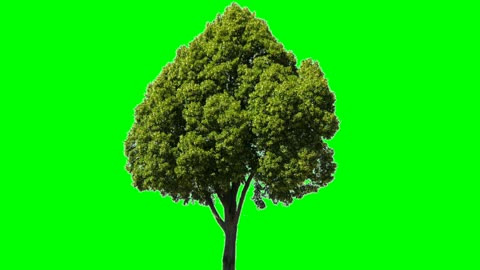 Green screen tree