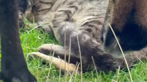 Cat with her farm family