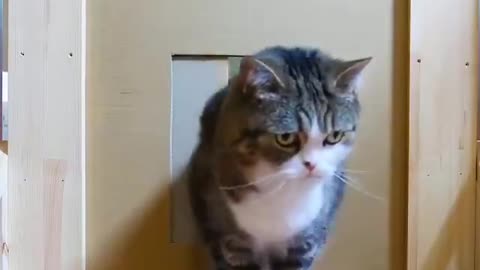 Funny cats - Testing a Cat's patience