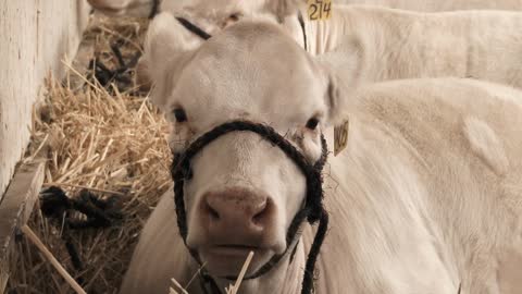 Close Up Of White Cow