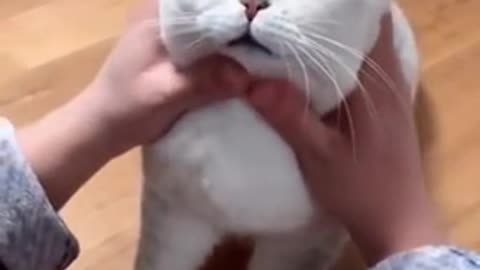 Most Satisfying Funny Cat Video😂😂😂