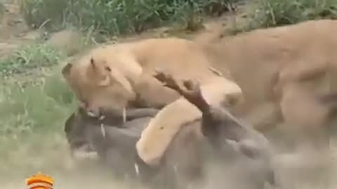 deadly battle between lioness and wild boa