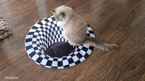 !!CATS ON A TRIP LOL !!Cats vs Indoor Sinkhole (Can Our Cats See Optical Illusion)?