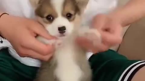Cute dancing dog