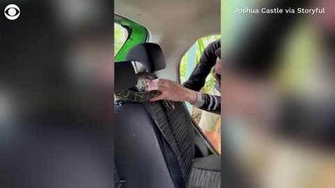 Snake catcher removes carpet python from car's headrest