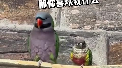 Animal World Funny English Voiceover This is not the 'birdie' I had in mind!