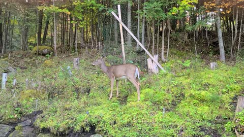 Deer Hanging Around