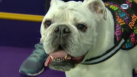 watch rudy the bulldog crush the 2019 WKC masters agiliy course. Fox sports