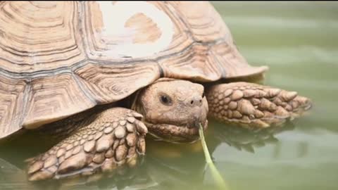 African spurred tortoise relaxing in water