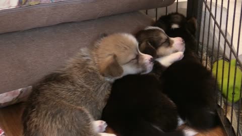 cute three little puppies