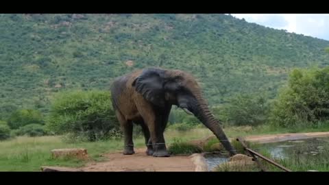 Elephant Drinking Lake Water