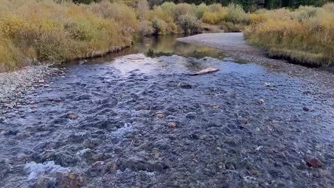 A Colorado Mountain Stream