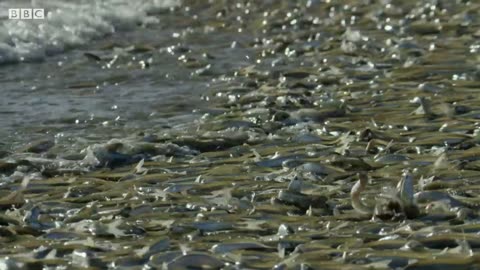 Why are these fish beaching themselves ?😯😲😳