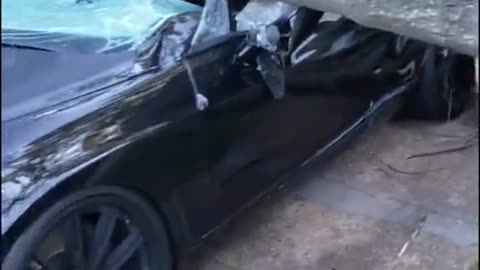 Fancy Car Flattened by Fallen Tree