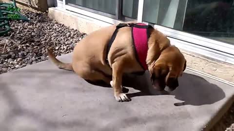 Funny dogs' skin scratch compilation