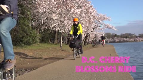 Cherry blossom Bike tour
