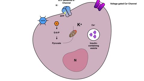 Insulin Secretion from Beta Cell