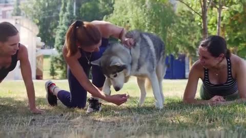 Basic Dog Training – Develops your Dog's "Hidden Intelligence"