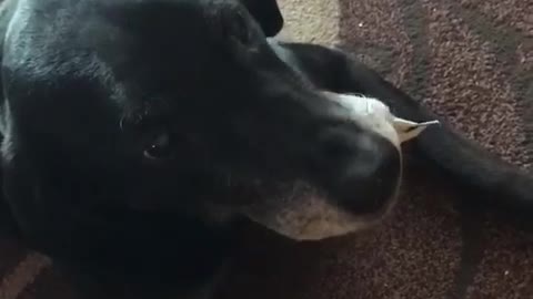 Black dog wont give owner wrapper and shows teeth every time he gets close