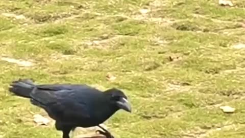 Most popular crow in water