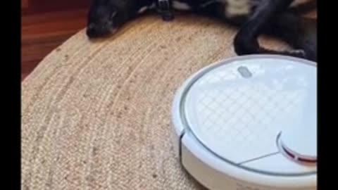 Lazy greyhound refuses to budge for robot vacuum