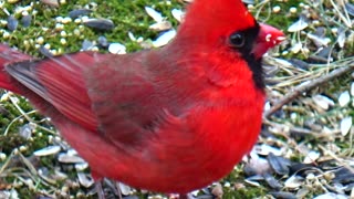 Cardinal