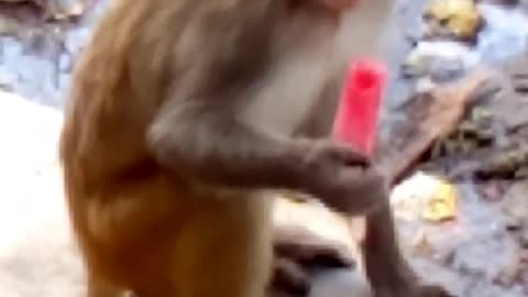 Ice Ceam lover monkey exited moment in my Life