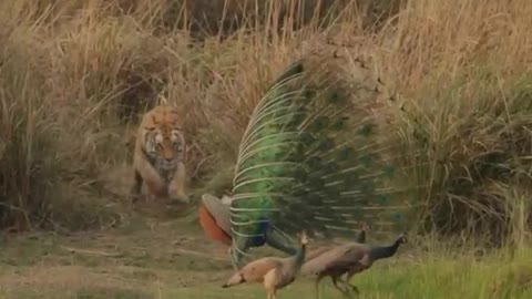 tiger catch peacock