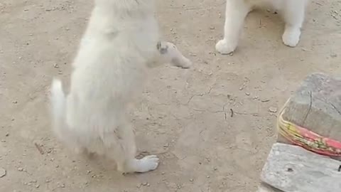 cute dog and Cute Cat enjoys together