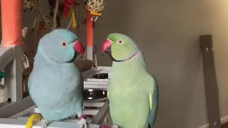 Overly-Affectionate Parrots Engage In A Mouthful Conversation