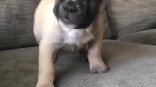 Puppy playing in sofa