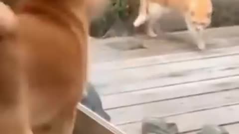 CATs and DOGs FUNNY