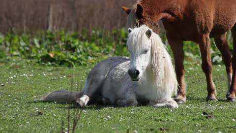 Attractive ponies